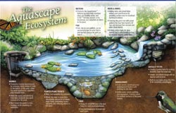 Aquascape water garden